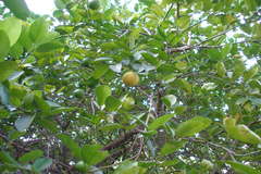 Citrus aurantiifolia